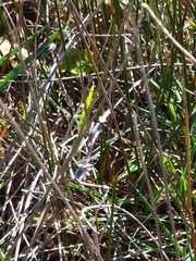 Empusa