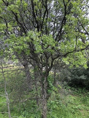 Quercus × morehus