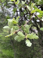 Quercus × morehus