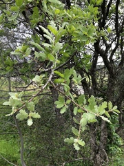 Quercus × morehus