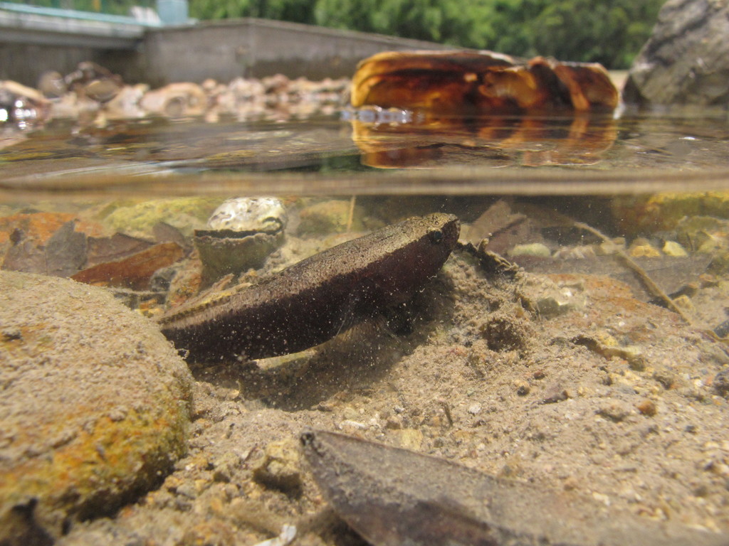 Black gudgeon (Eleotris melanosoma) — Eleotridae