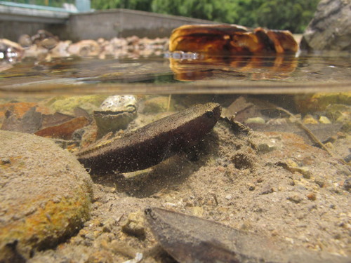 Black gudgeon (Eleotris melanosoma) — Eleotridae