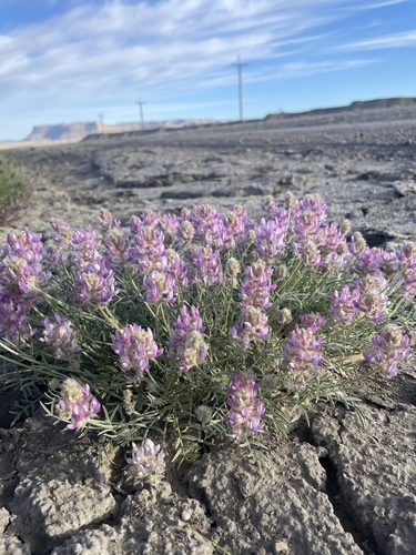 Astragalus flavus var. argillosus