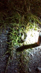 Crotalus polystictus