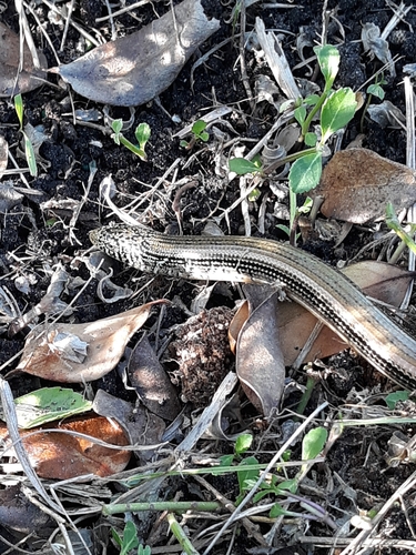 Ophisaurus ventralis image