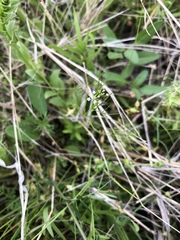 Spermolepis inermis