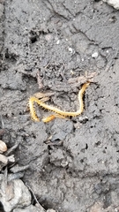 Schendyla nemorensis