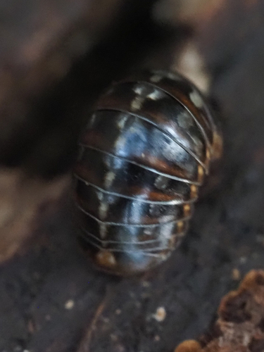 Glomeris gomerana