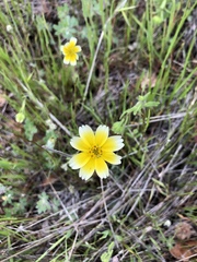 Layia gaillardioides