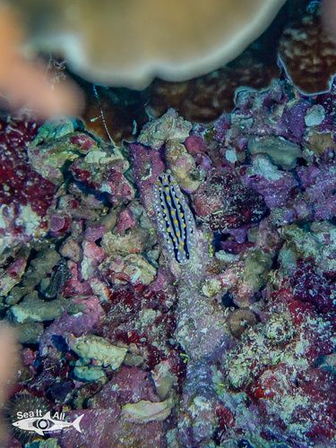 Phyllidia alyta — seen at this dive site