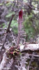 Bulbophyllum lichenophylax image