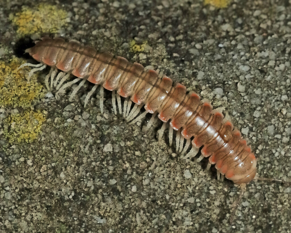 Dicellarius from Lula St NW, Lilburn, GA 30047, USA on December 9, 2023