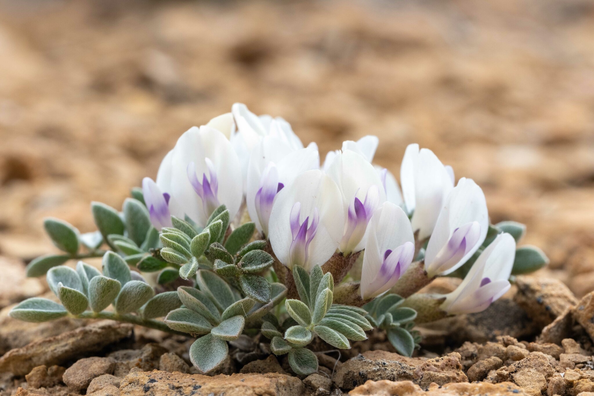 Astragalus cymboides