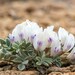 Canoe Milkvetch - Photo (c) Zach Coury, some rights reserved (CC BY-NC), uploaded by Zach Coury