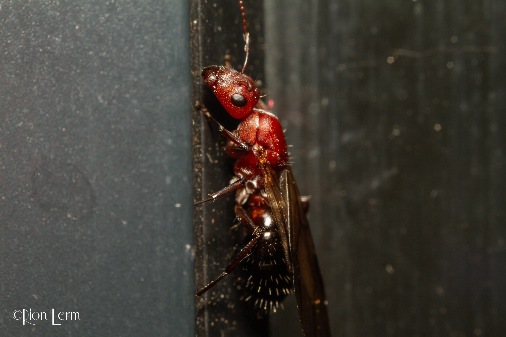 Camponotus robecchii