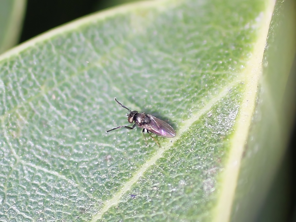 Leptopsilopa varipes
