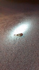 Crotalus polystictus