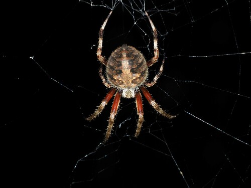 Spotted Orbweaver, 4404 OH-125, West Portsmouth, OH 45663, photo 10 of 10