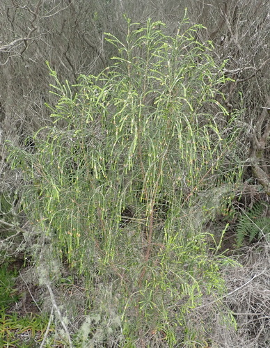 Image of Passerina rubra by (c) Nicola van Berkel, some rights reserved (CC BY-SA)