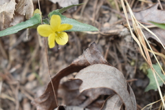 Viola hastata