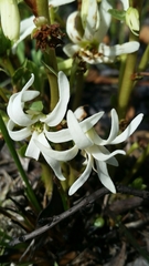 Deeringothamnus pulchellus