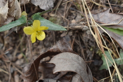 Viola hastata