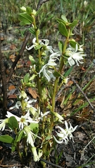 Deeringothamnus pulchellus