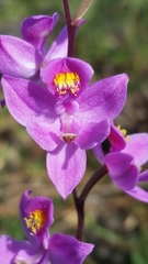 Calopogon multiflorus