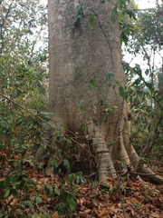 Cavanillesia platanifolia