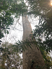 Cavanillesia platanifolia