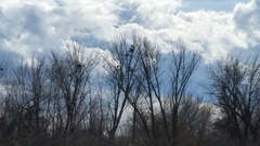 Ardea herodias herodias