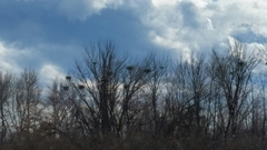 Ardea herodias herodias