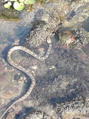 Leptodeira rhombifera