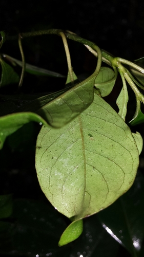 Psychotria subnubila image