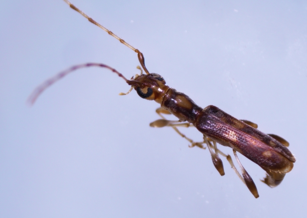 Longipalpus gynandropsidis
