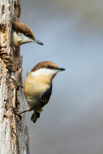 Brown-headed Nuthatch