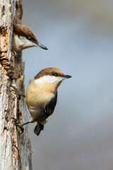 Brown-Headed Nuthatch photo 3