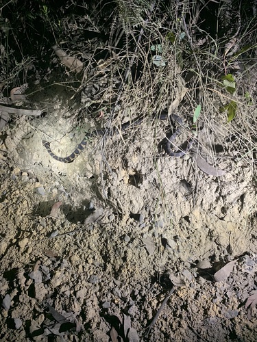 Stephens' Banded Snake sighting