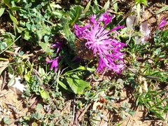 Centaurea polyacantha