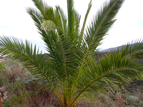 Phoenix canariensis