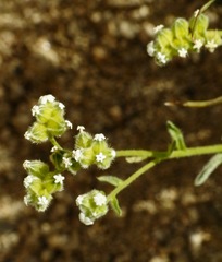 Cryptantha pterocarya