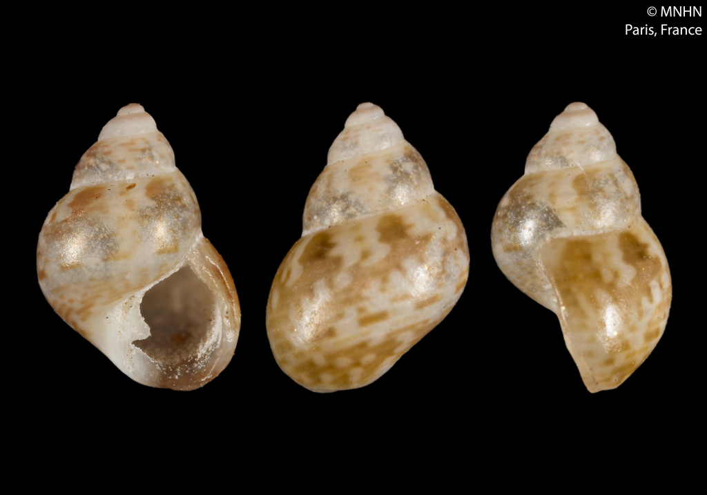 Alcyna ocellata