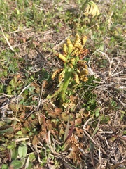 Sceptridium lunarioides