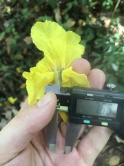 Handroanthus guayacan
