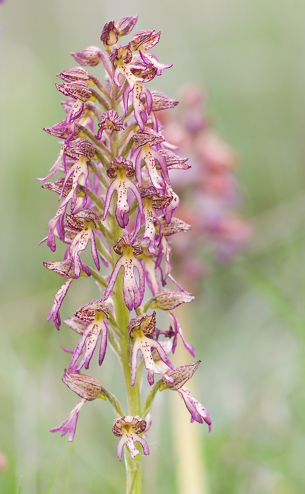 Dactylorhiza incarnata subsp. incarnata