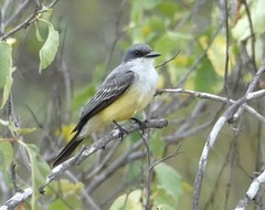 Tyrannus niveigularis