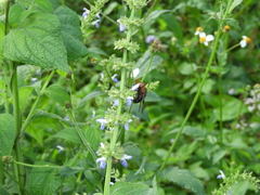 Salvia xalapensis