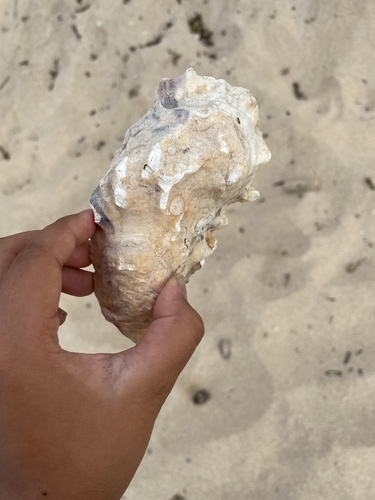 Crassostrea gigas, 2022-04-03