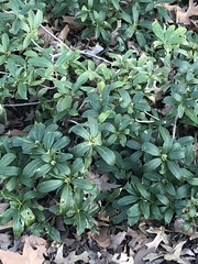 Skimmia