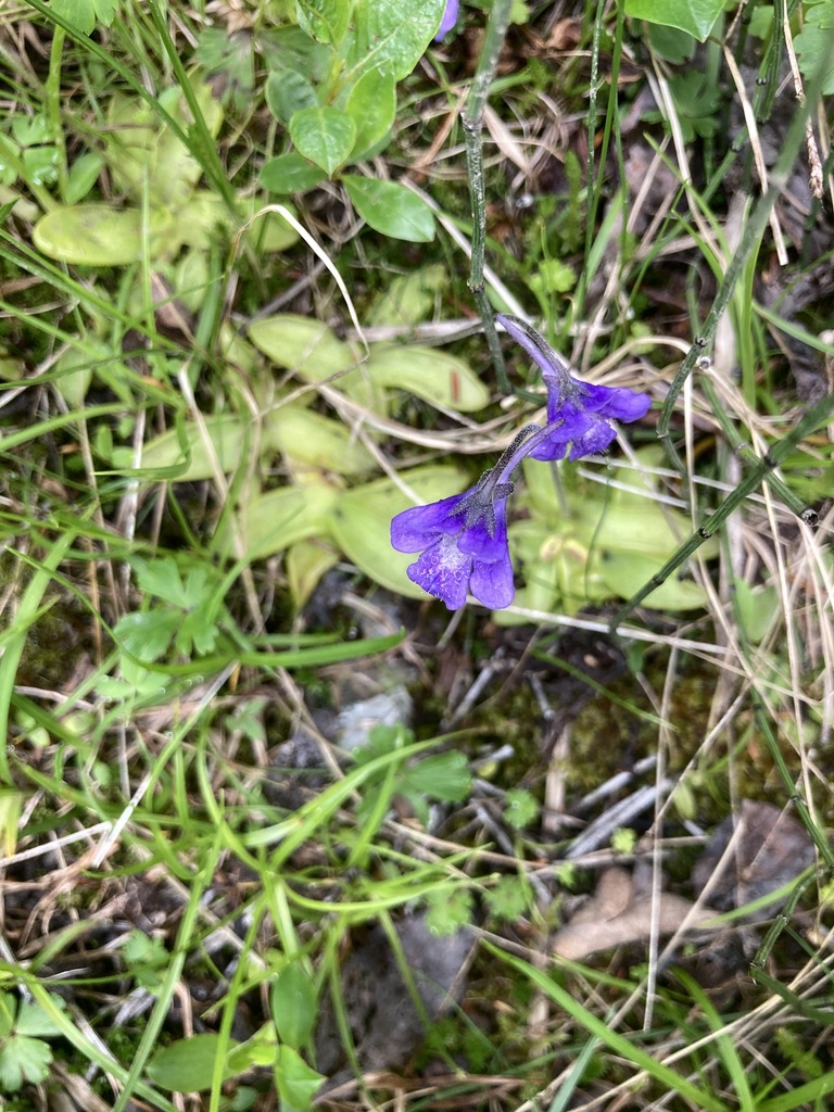 Common Butterwort from ColumbiaShuswap, BC, Canada on July 1, 2023 at